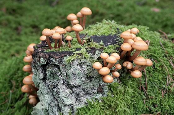 蘑菇生长在长满苔藓的树桩上的照片
